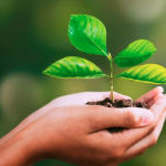 Glenis Gomes Steckel: Referência Nacional em Preservação Ambiental e Sustentabilidade