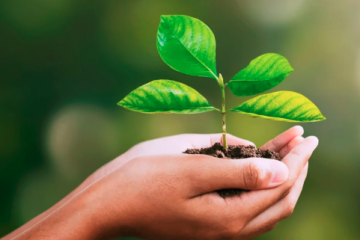 Glenis Gomes Steckel: Referência Nacional em Preservação Ambiental e Sustentabilidade